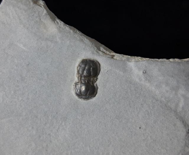 Hypagnostus parvifrons (LINNARSSON 1869) - Bild © FossNet FossilienStore